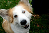 Annie