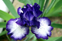 Iris