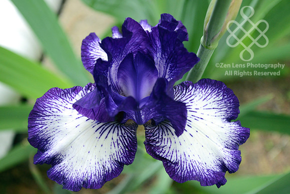 Iris